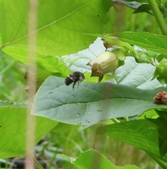 Bombus vancouverensis