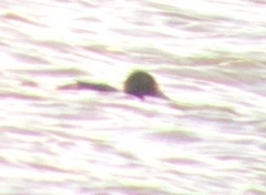 Somateria spectabilis