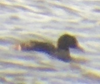 Somateria spectabilis