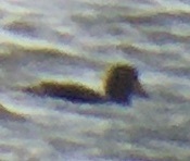 Somateria spectabilis