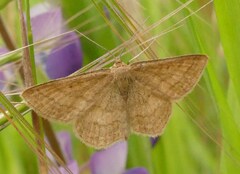 Scopula luteolata