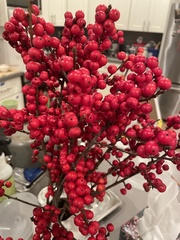 Pyracantha koidzumii