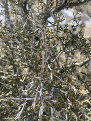 Cercocarpus intricatus