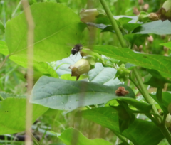 Bombus vancouverensis