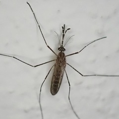Culiseta longiareolata