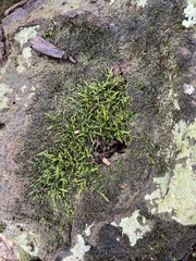 Entodon seductrix