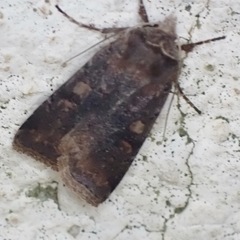 Cerastis faceta