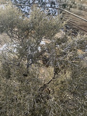 Cercocarpus intricatus