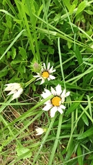 Gazania