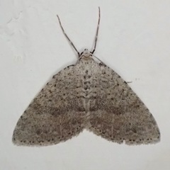 Colostygia multistrigaria