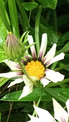 Gazania