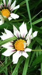 Gazania