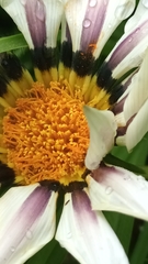 Gazania