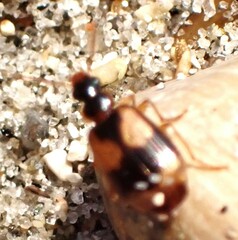 Lebia fuscata