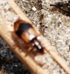 Lebia fuscata