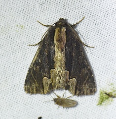 Dypterygia scabriuscula