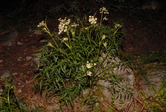 Angelica kingii