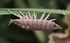 Porcellio ornatus