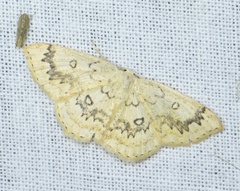 Cyclophora annularia