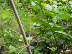 Bombus vancouverensis
