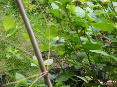 Bombus vancouverensis