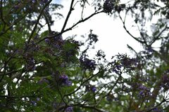 Jacaranda mimosifolia