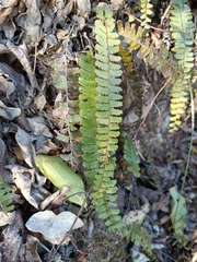 Adiantum caudatum