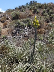 Puya chilensis