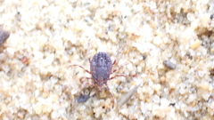 Hyalomma