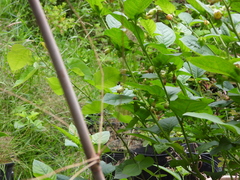 Bombus vancouverensis