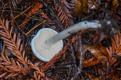 Entoloma sericellum
