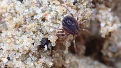 Hyalomma