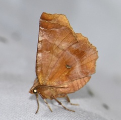 Selenia dentaria