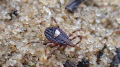 Hyalomma