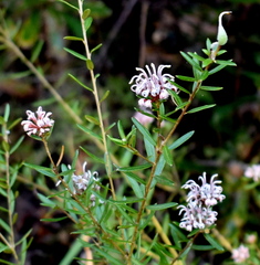 Grevillea sphacelata