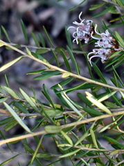 Grevillea sphacelata