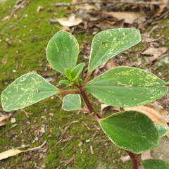 Peperomia leptostachya