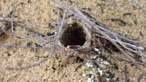 Donacosa merlini