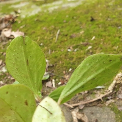 Peperomia leptostachya