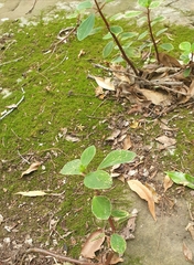 Peperomia leptostachya