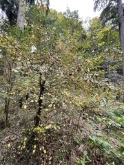 Pyrus communis pyraster