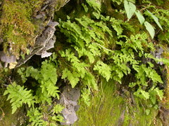 Cryptogramma stelleri
