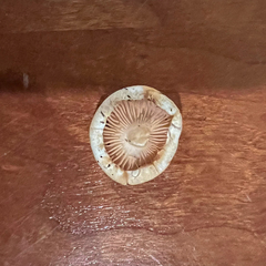 Entoloma sericellum
