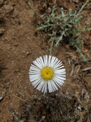 Erigeron luxurians