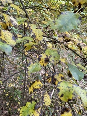 Pyrus communis pyraster