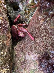 Taliepus nuttallii