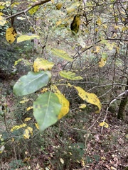 Pyrus communis pyraster