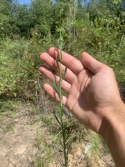 Polygonella gracilis