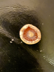 Entoloma sericellum