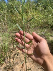 Polygonella gracilis